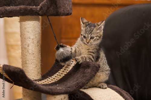 Fototapeta Naklejka Na Ścianę i Meble -  eine kleine Katze spielt am Katzenbaum