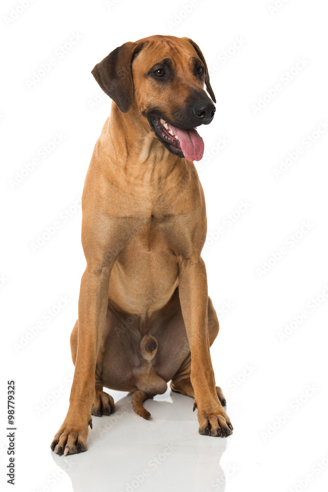 Rhodesian Ridgeback Rhodesian Ridgeback