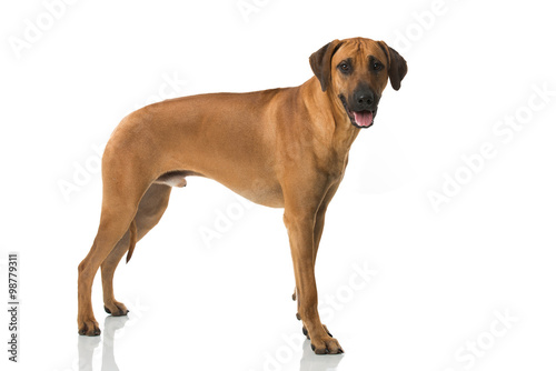 Rhodesian Ridgeback