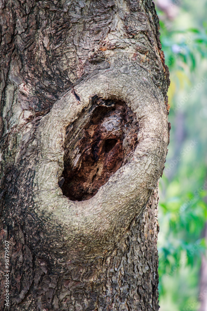 Obraz premium Landscape trees