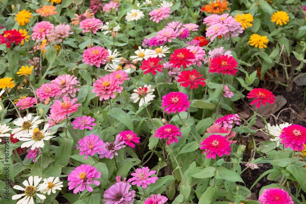 Colorful zinnia flowers in the garden. Colorful zinnia flowers in the garden.