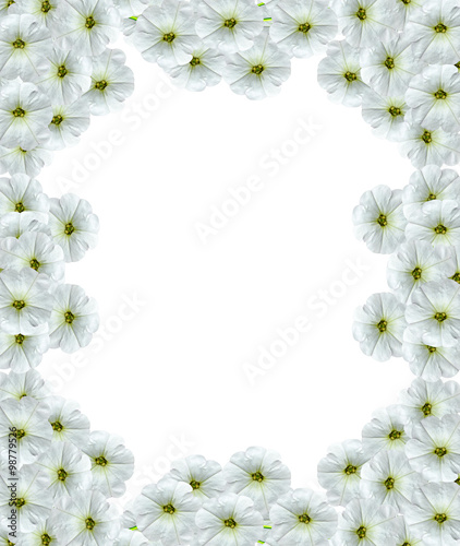 petunia flowers isolated on white background © alenalihacheva