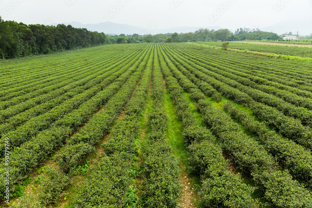 Green tea farm