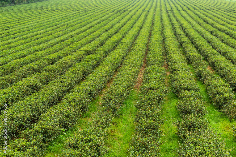 Fresh green tea plantation