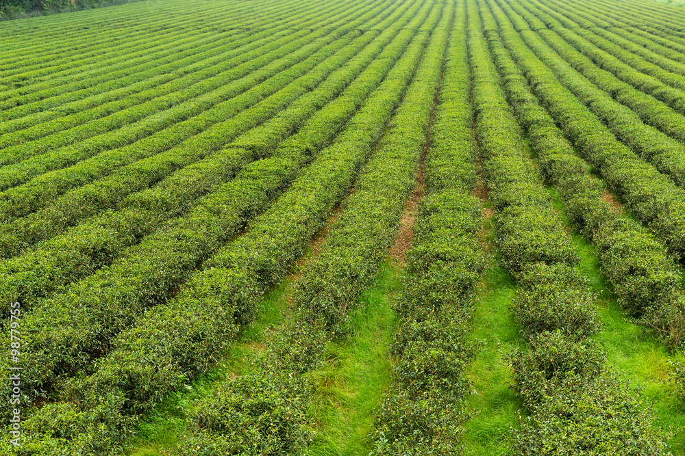 Fresh green tea plantation Fresh green tea plantation
