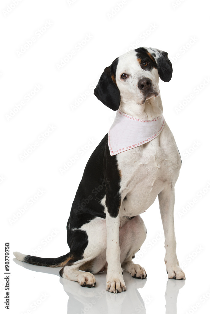 Fototapeta premium Hund mit Halstuch
