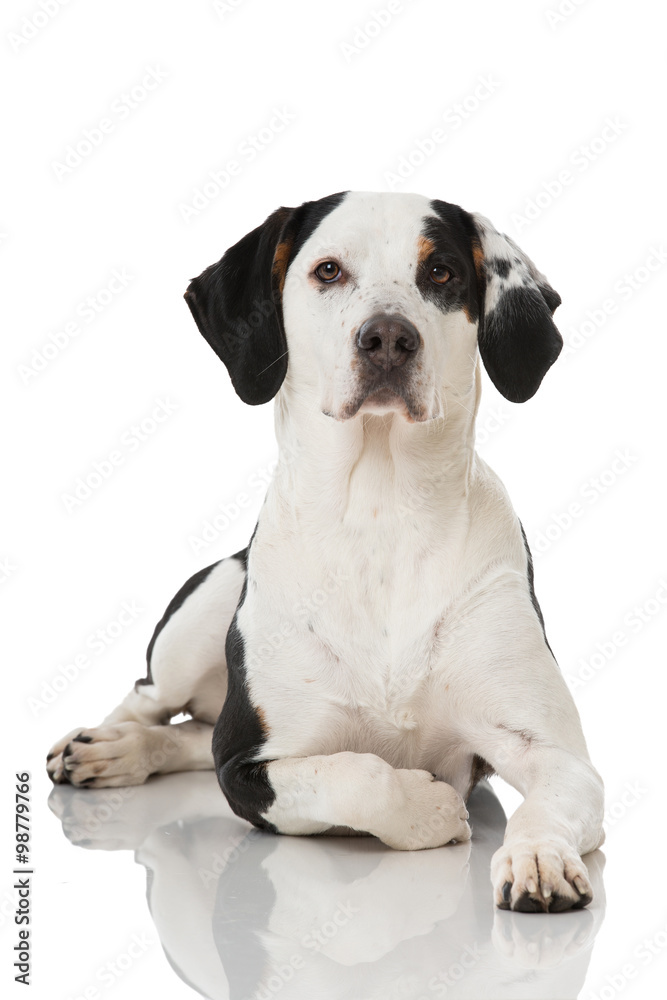 Obraz premium Mischlingshund