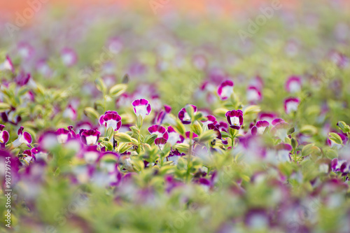 Wishbone flower (Torenia fournieri) in garden. © nuruddean