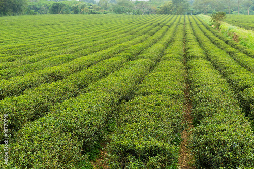 Green tea farm © leungchopan