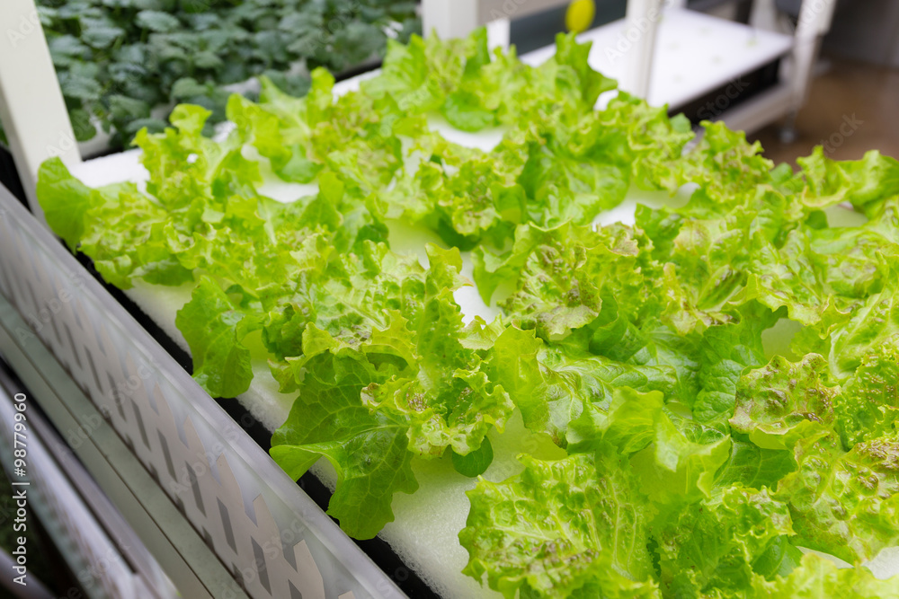 Simple Hydroponic System growing Lettuce Simple Hydroponic System growing Lettuce