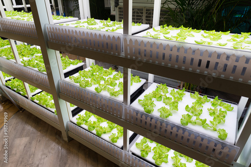Fresh lettuce growing in an hydroponics system photo