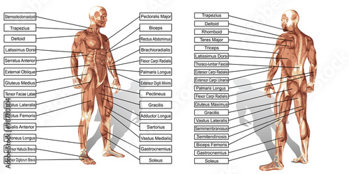 Vector 3D man muscle anatomy with text isolated