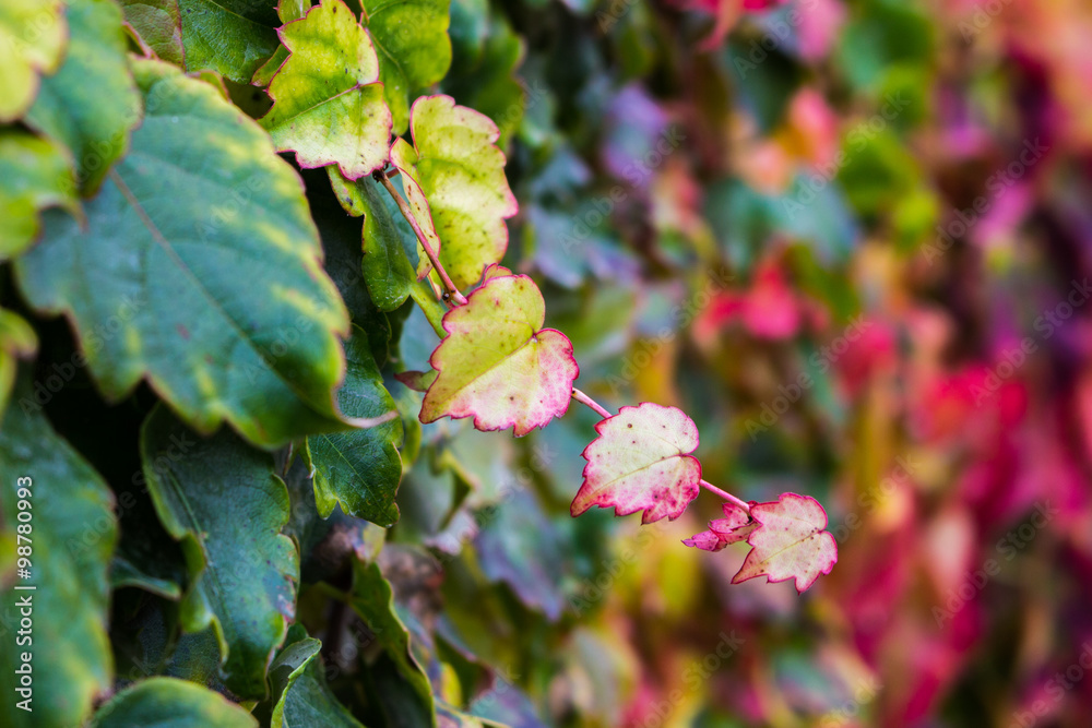 Ivy leaves in fall colors Ivy leaves in fall colors