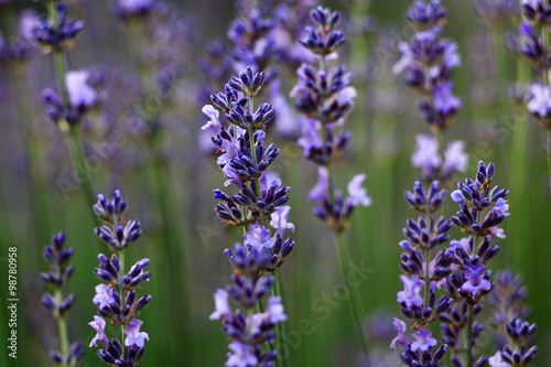 Field of lavender flowers