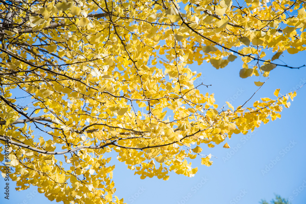 Bright yellow color leaves on ginkgo tree Bright yellow color leaves on ginkgo tree