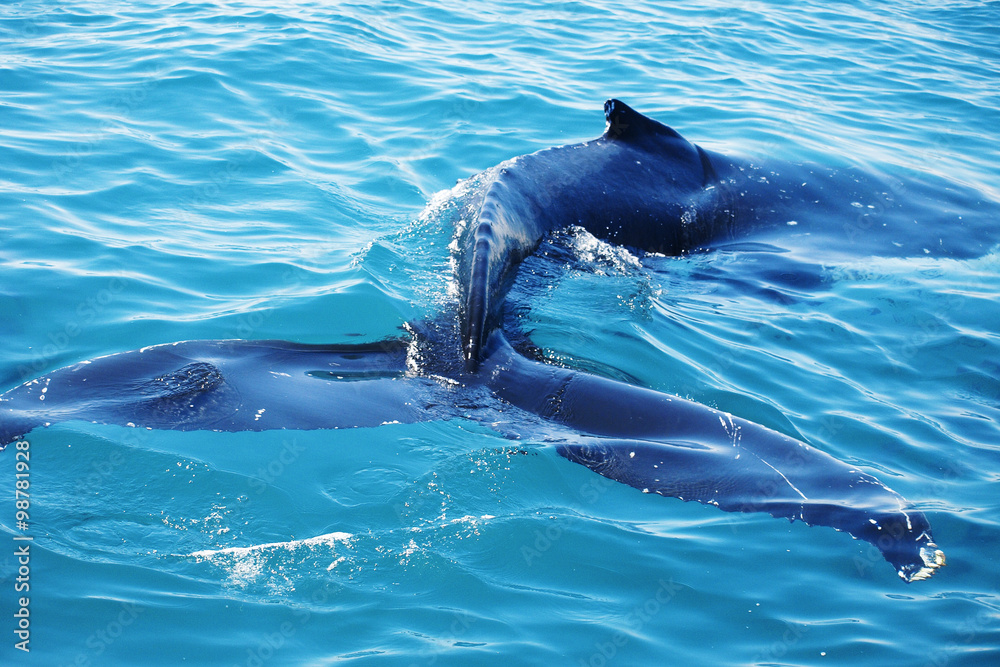 Obraz premium Humpback Whale Swimming in Crystal Clear Waters.