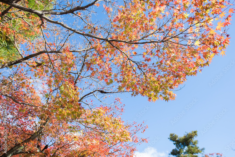 Colorful leaves on maple tree in garden