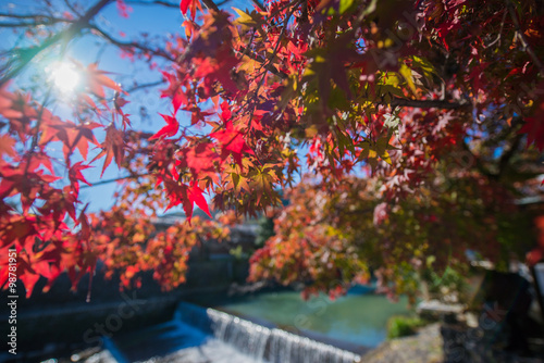 Colorful leaves on maple tree