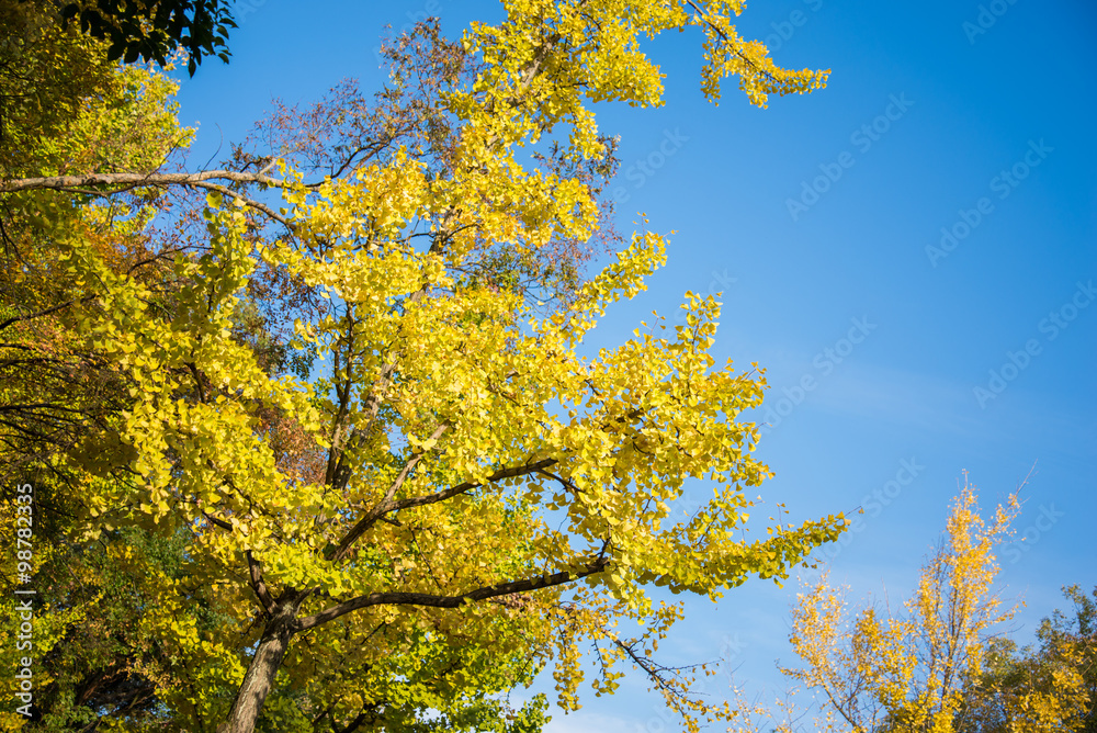 Bright yellow color leaves on ginkgo tree Bright yellow color leaves on ginkgo tree
