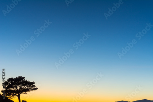 Solitary tree at sunset