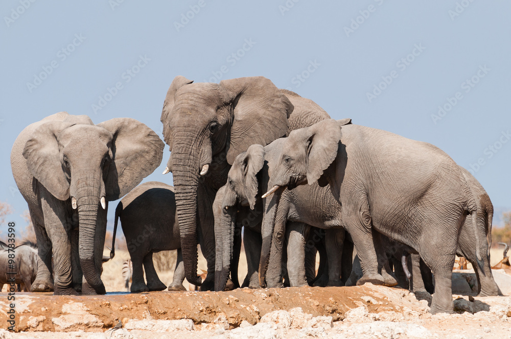 Fototapeta premium Elefanten am Wasserloch im Etosha-Nationalpark; Namibia