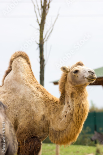 Camel