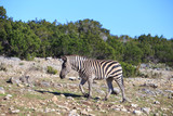Beautiful zebra in Natural bridge wildlife range