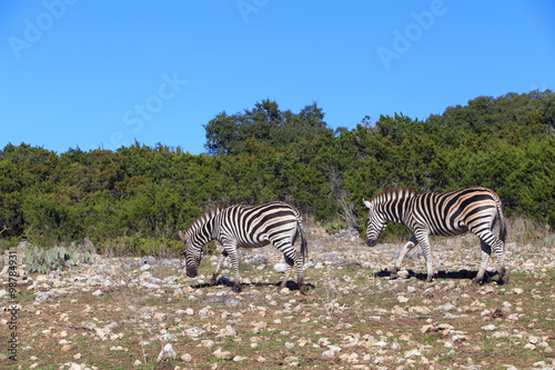 Beautiful zebra in Natural bridge wildlife range