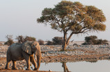Wüstenelefant am Okaukuejo Wasserloch; Etosha Nationalpark; Namibia