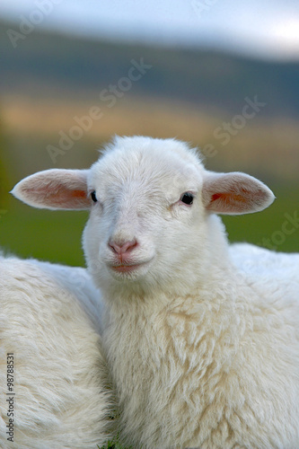 Portrait of young Sheep