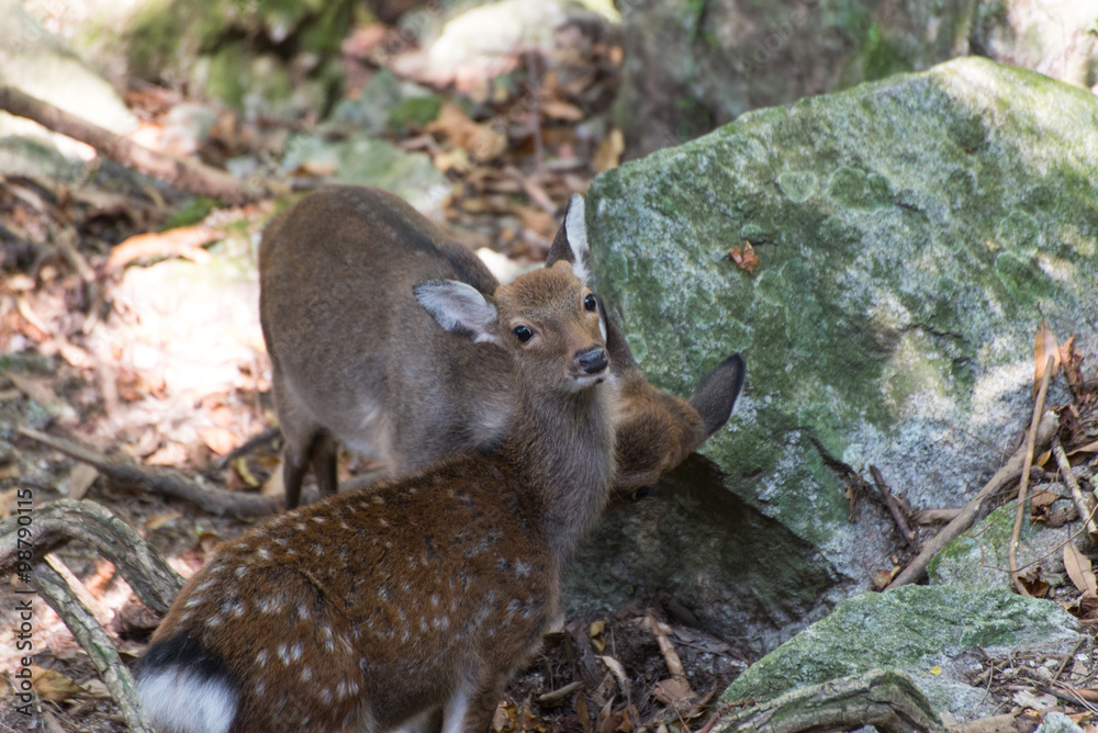 Obraz premium Japanese Deer