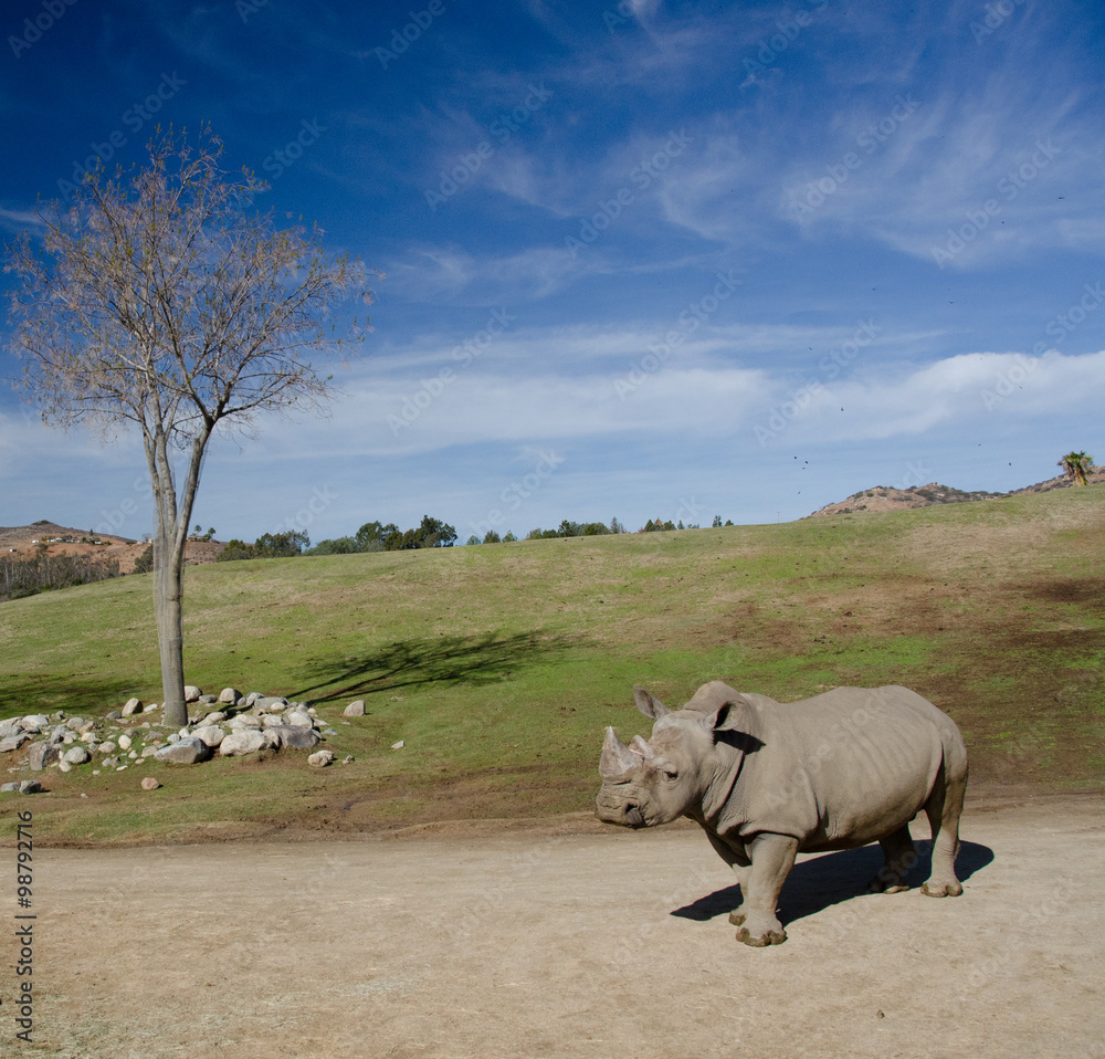 Fototapeta premium Landscape with a dry tree and a White Rhino under blue skies