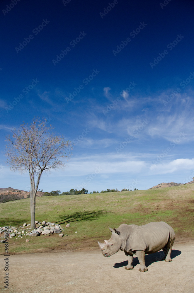 Fototapeta premium Dry tree and alone White Rhino under blue skies in a safari park