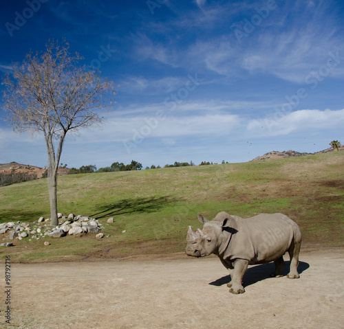 Landscape with a dry tree and a White Rhino under blue skies