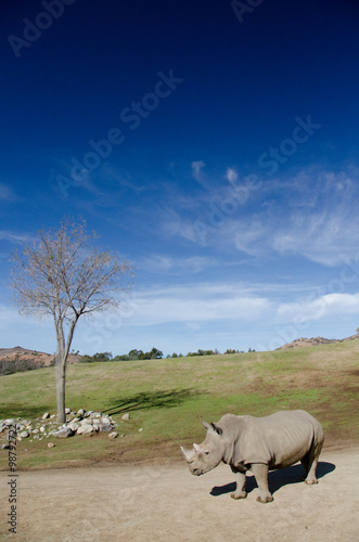 Dry tree and alone White Rhino under blue skies in a safari park