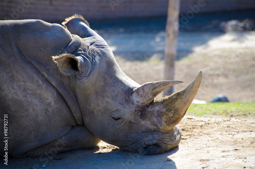 Resting black rhino © Dmitri Kotchetov