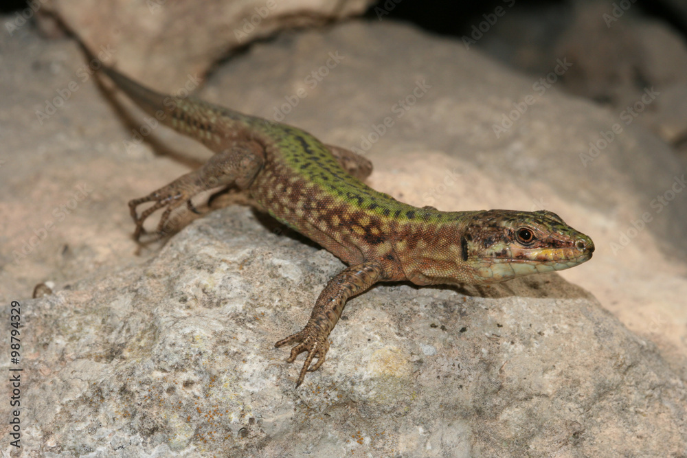 Filfola lizard, Podarcis filfolensis protected endemic reptile s Filfola lizard, Podarcis filfolensis protected endemic reptile s