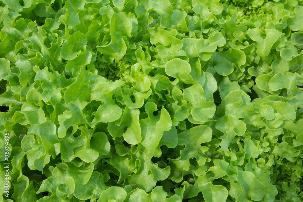 Lettuce grown with organic methods. Lettuce grown with organic methods.