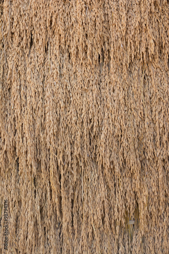Dried cooked rice grains dried background.