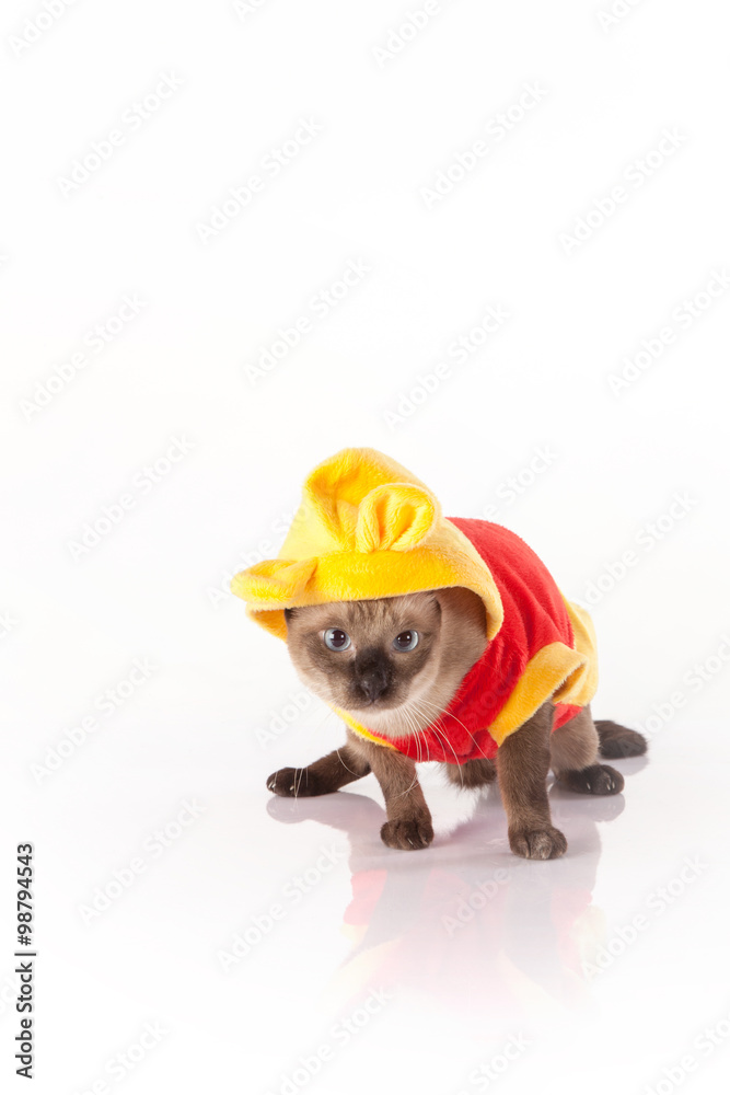 Siamese cat with a colorful costume on a white backgroundSiamese cat with a colorful costume on a white background Siamese cat with a colorful costume on a white backgroundSiamese cat with a colorful costume on a white background
