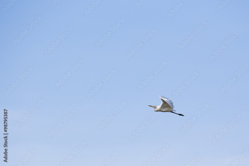 white egret bird flying