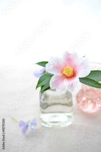 瓶に挿した椿の花