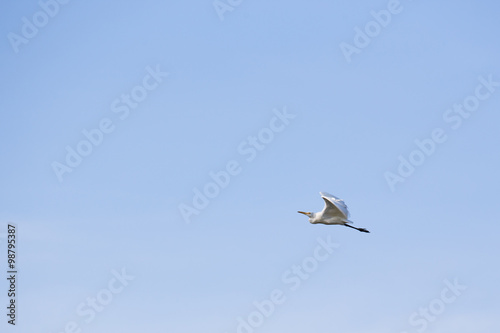 white egret bird flying
