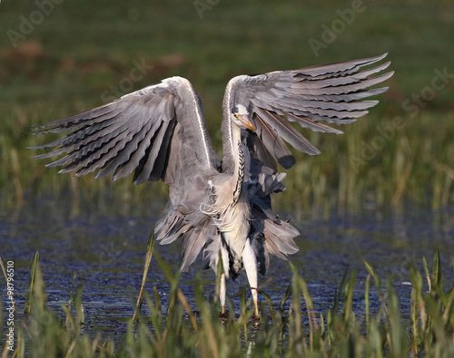 Yung Grey Heron, Ardea cinerea landing and show wings