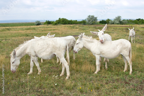 Weisse Esel im Nationalpark Neusiedler See