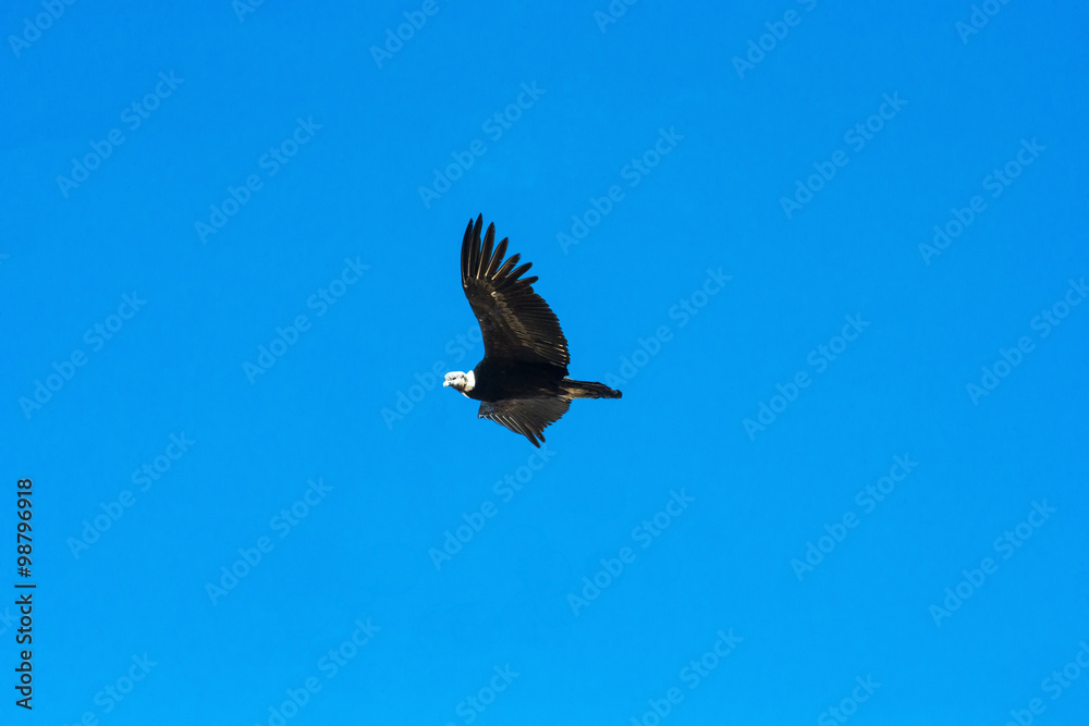 condor condor