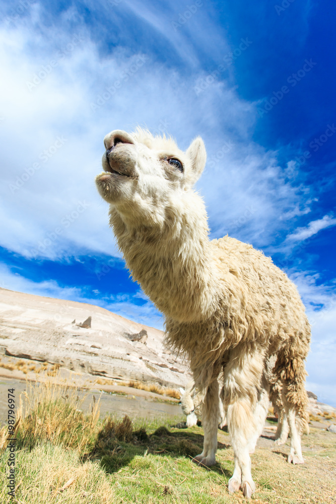 Fototapeta premium lamas in Andes,Mountains, Peru