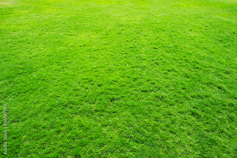 grass texture from a field grass texture from a field