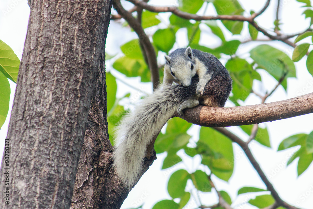 Obraz premium Squirrels on trees