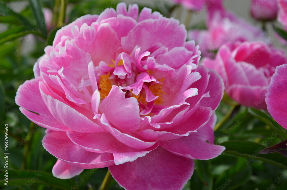Light pink peony flower in the garden 